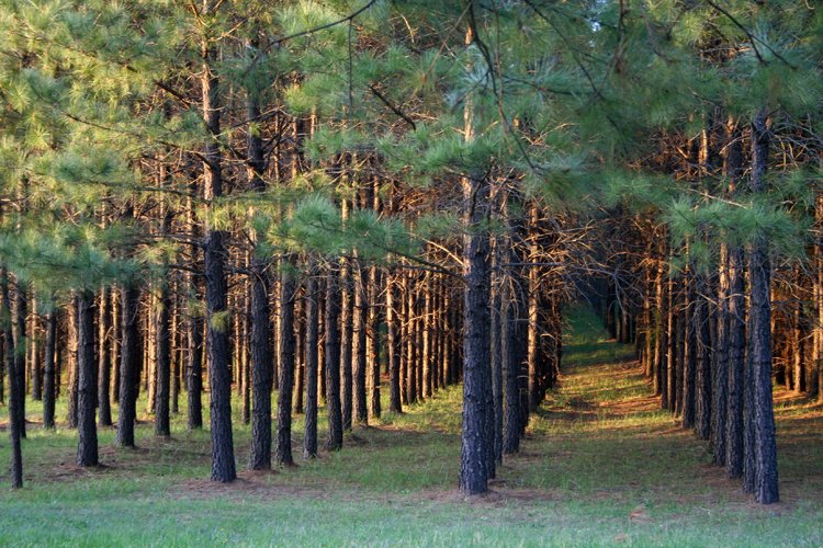 One Billion Trees Programme